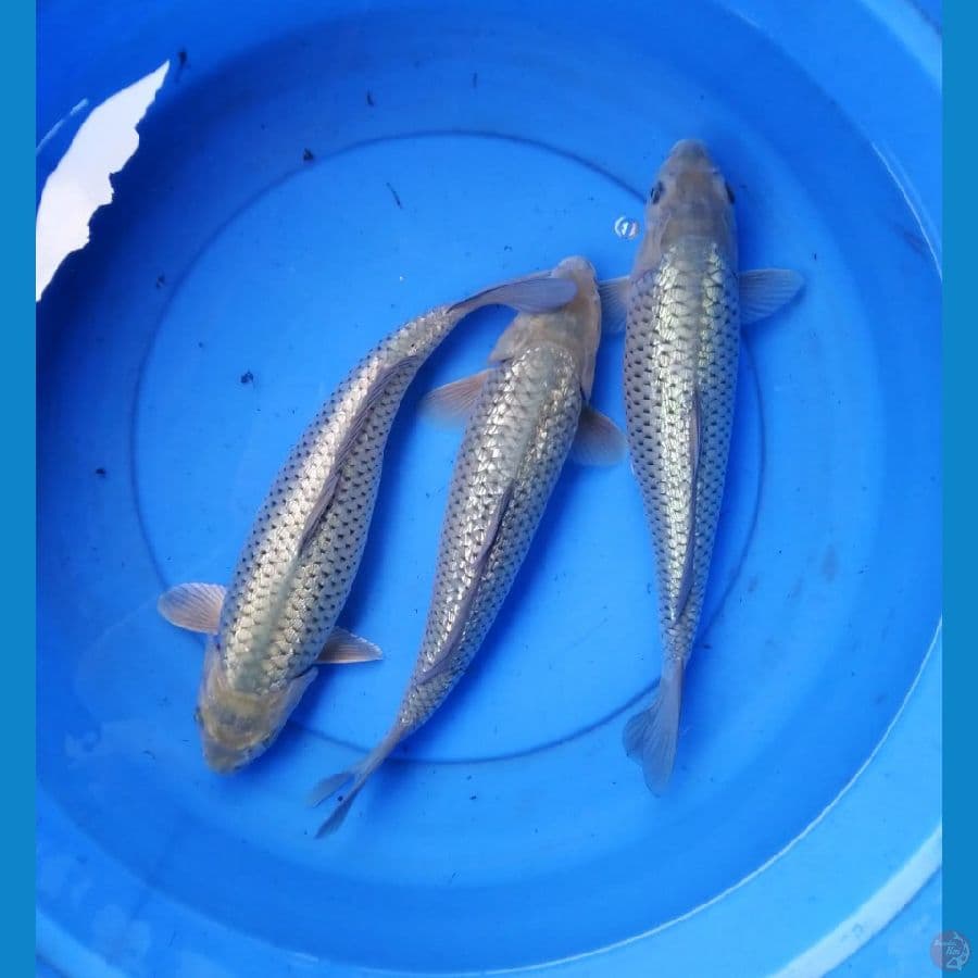 soragoi full ginrin punuk 33-34 cm