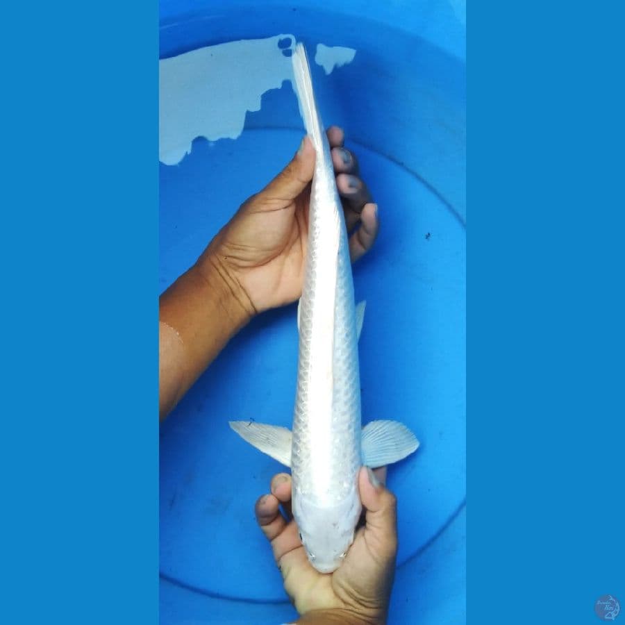 platinum ginrin male 40 cm
