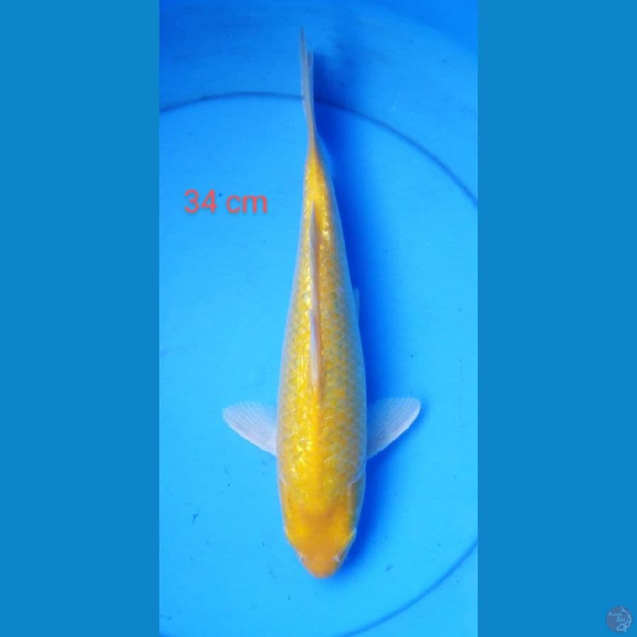 karashi full ginrin punuk red eye 34 cm