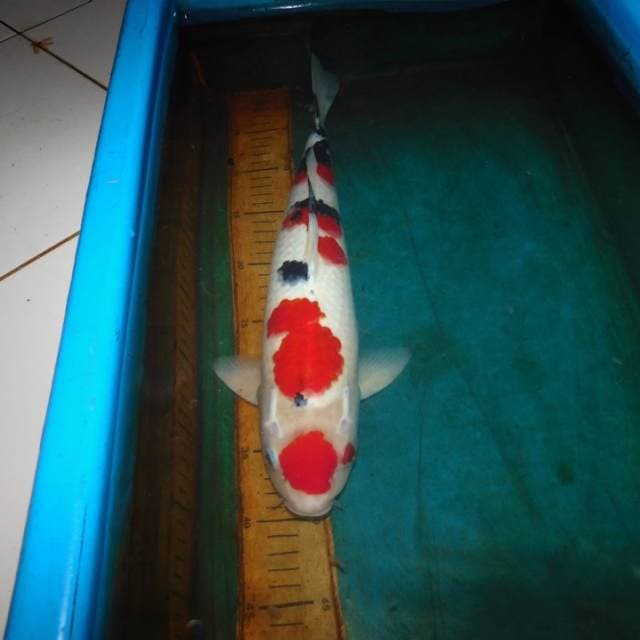 sanke 45bu super white super red