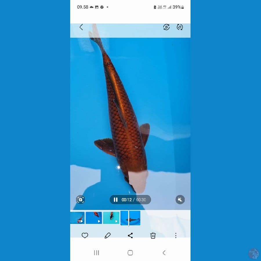 kenzo koi farm Madiun
