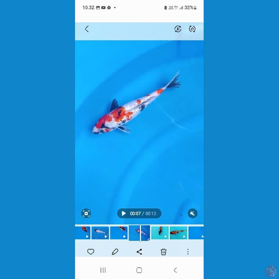 ikan cakep mumer