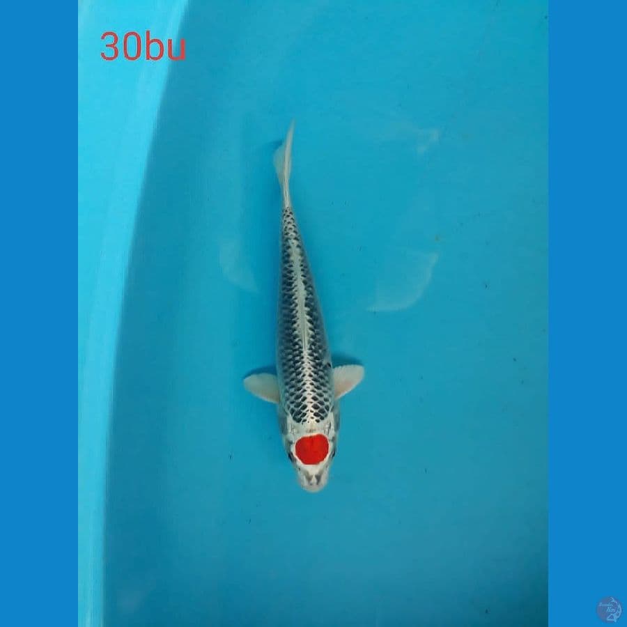 TANCHO KUJAKU 30bu Ori