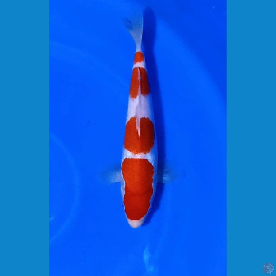 Kohaku Cutting 30cm