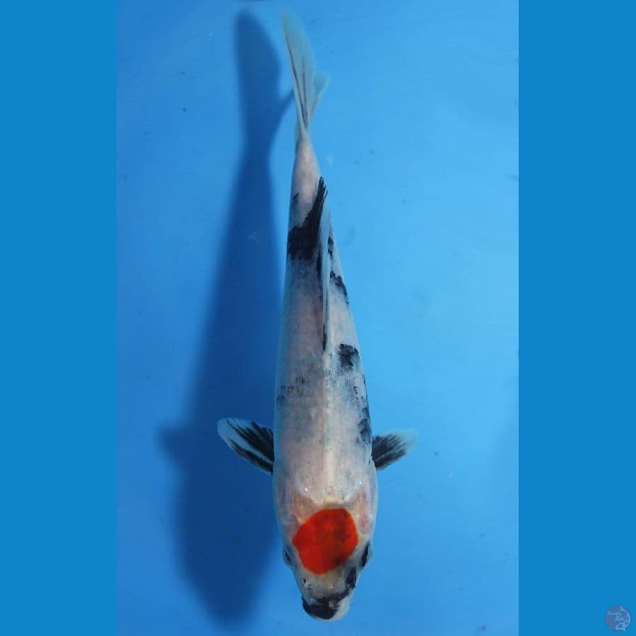 19cm Tancho Showa Tategoi