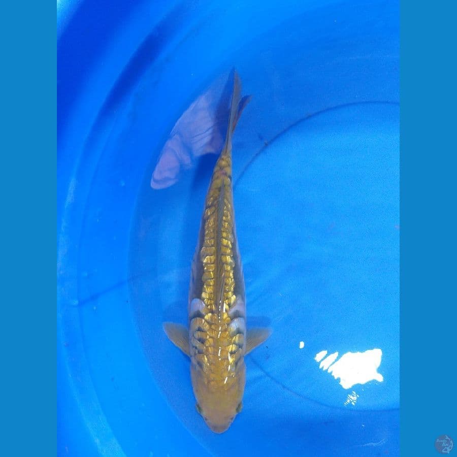 Aragoke 37cm/Female