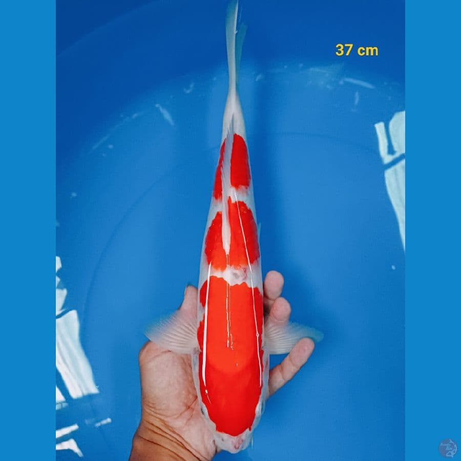 kohaku 37 cm