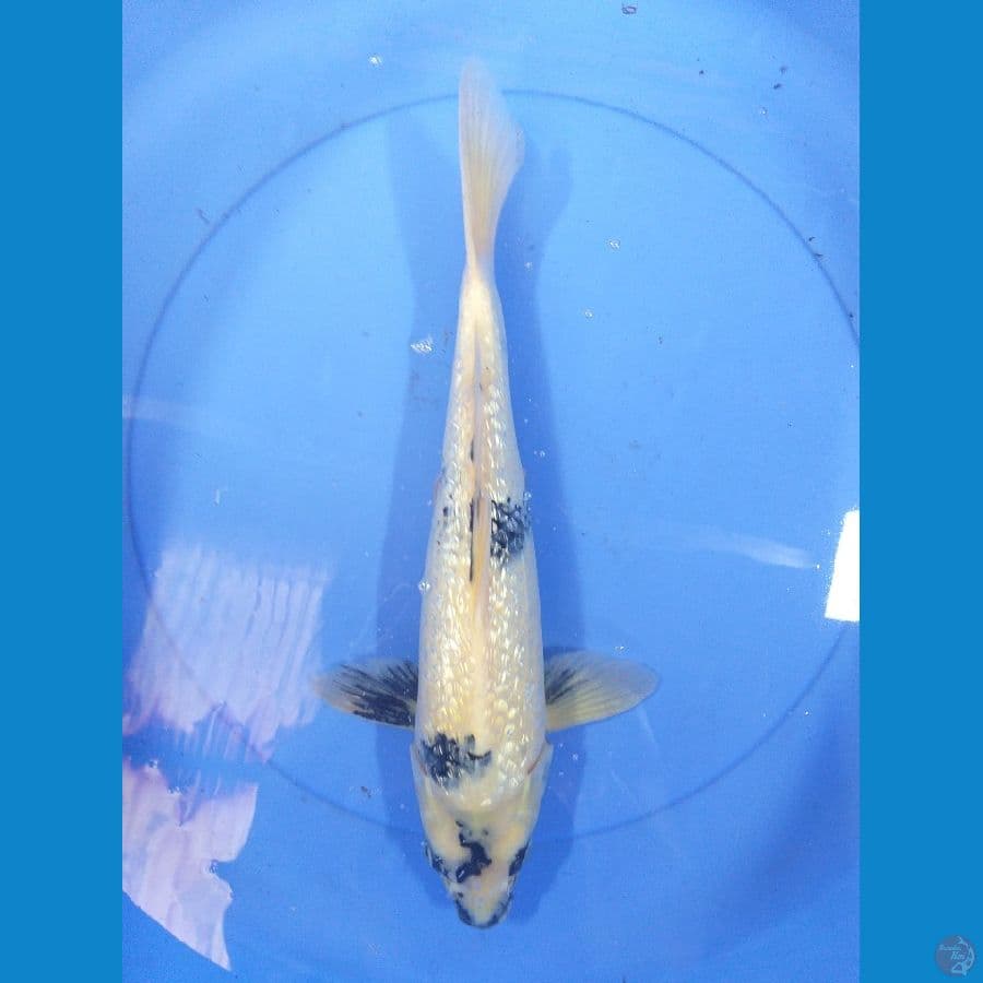 Bekko Ginrin 35cm/Unknown