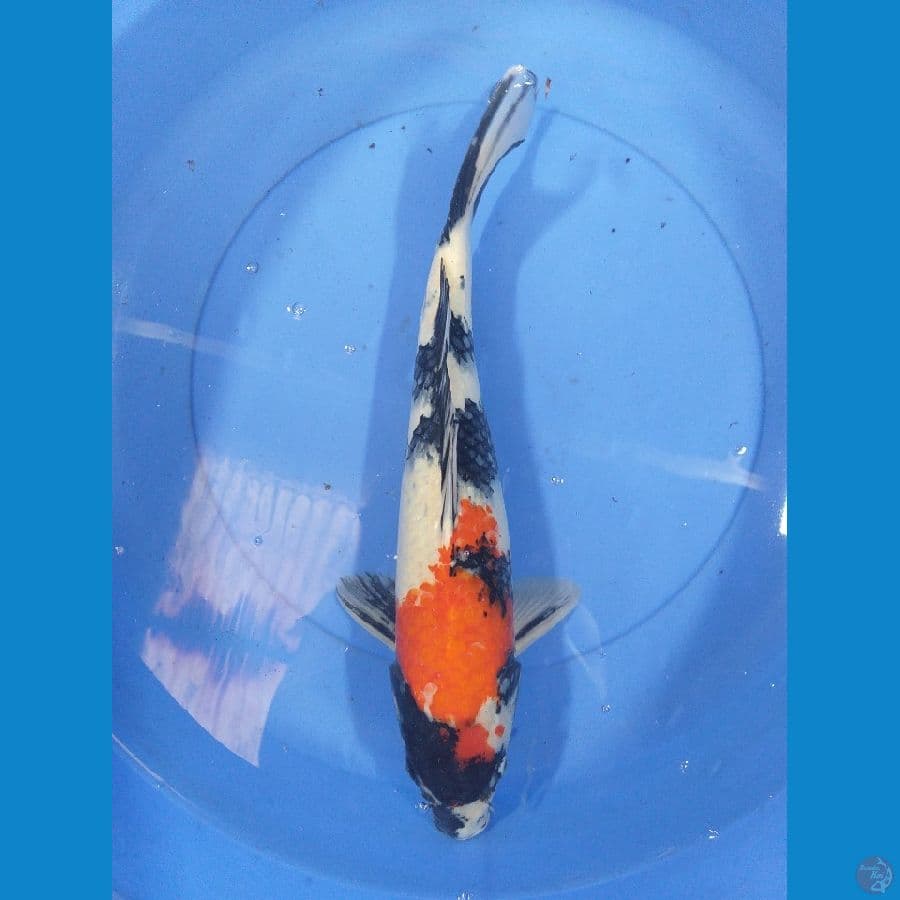 Showa 41cm/Unknown