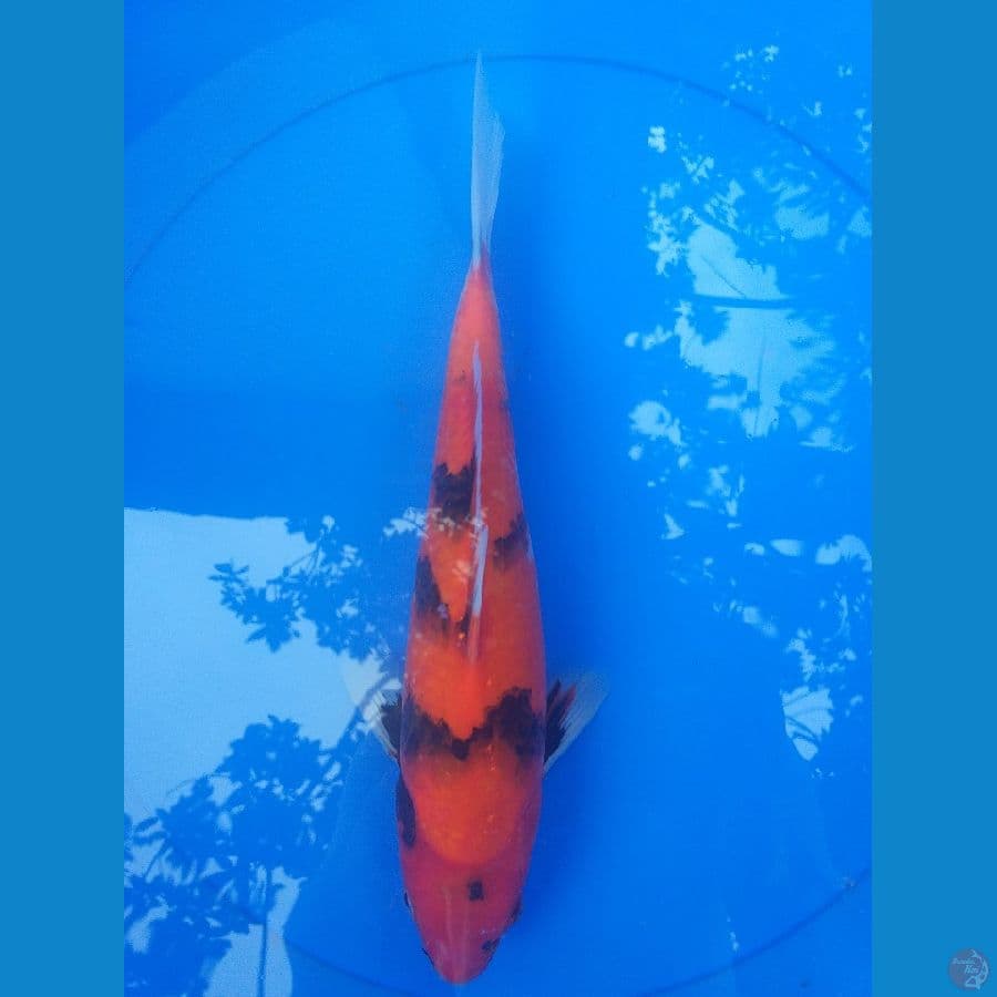 Showa 31cm/Betina