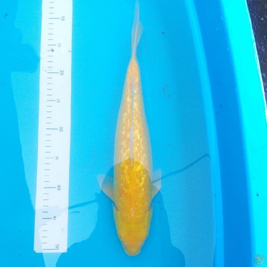 Karashi Ginrin 39cm/Female