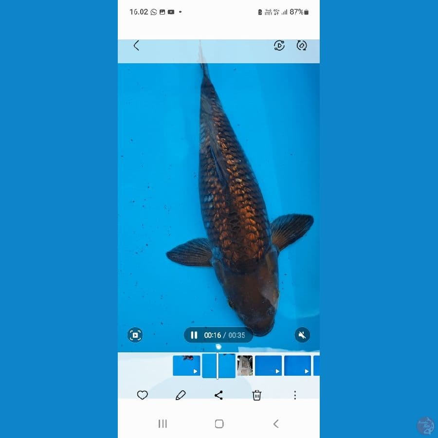 kenzo koi madiun