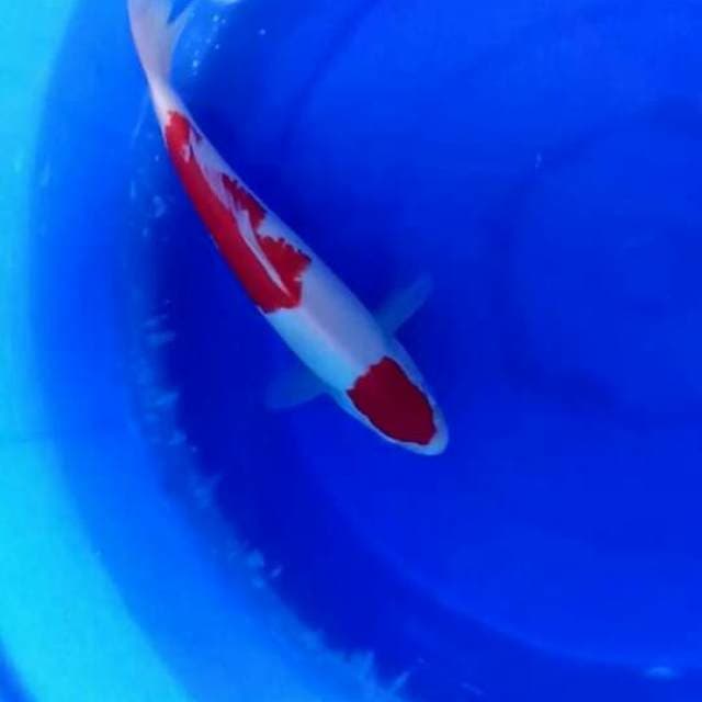 Kohaku 27cm