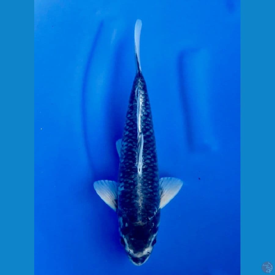32cm , ,Super magoi male