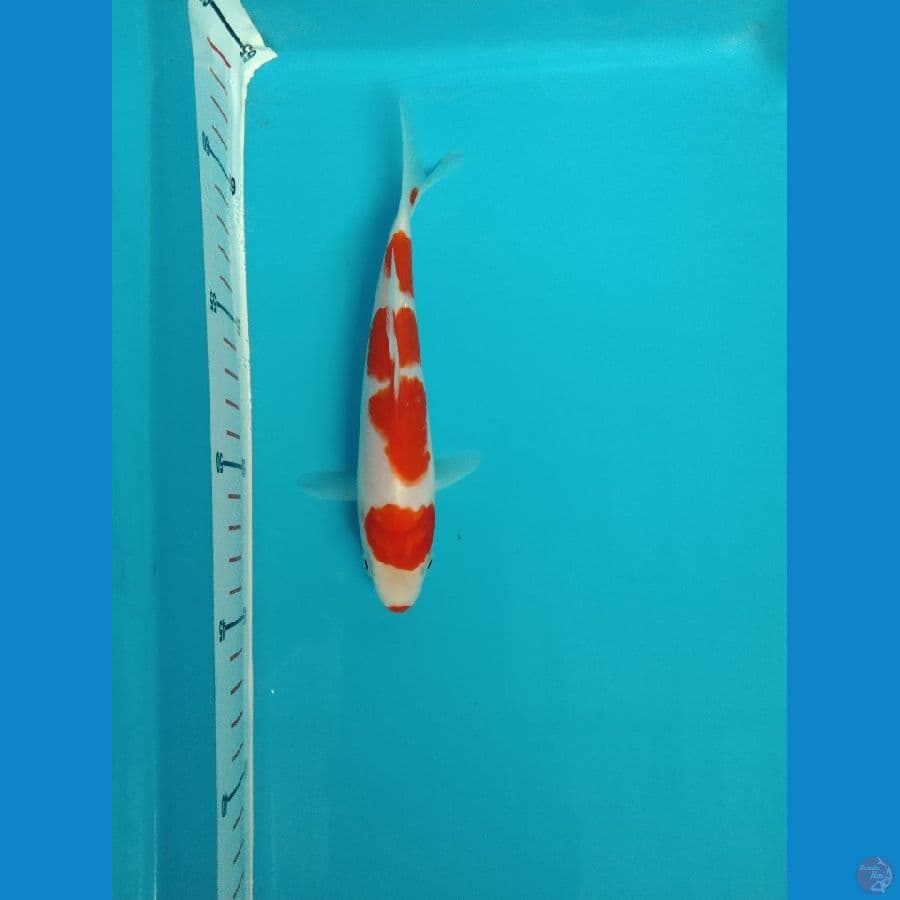 KOHAKU kuci beni 17cm