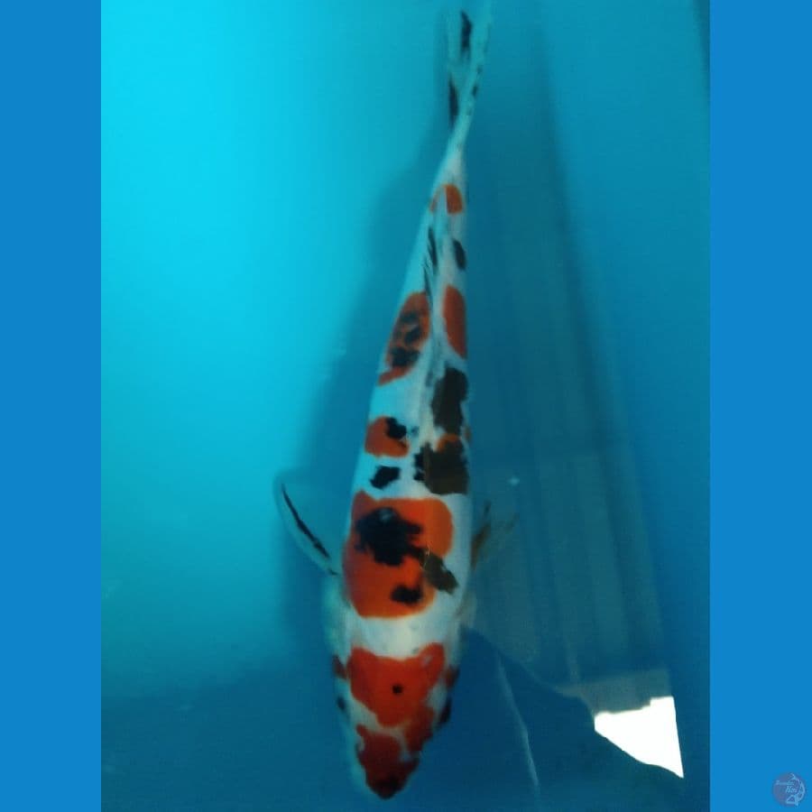 shosanke doits 20cm