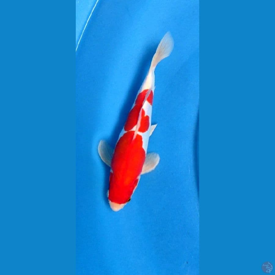 DOITSU KOHAKU 28 CM ORIGINAL SQ