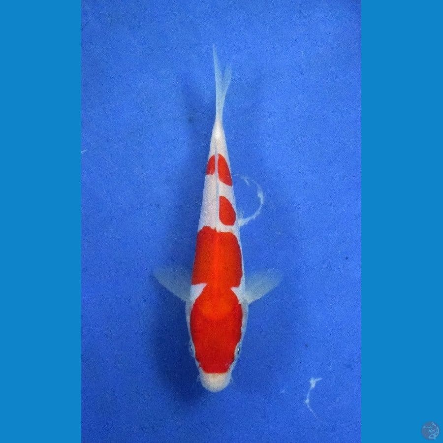 doitsu kohaku ±18cm hq