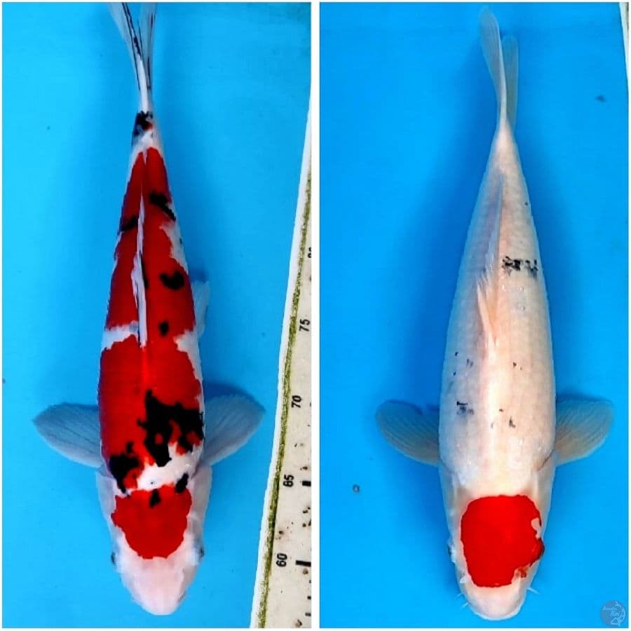 SANKE 38 CM TC 50CM Originaal