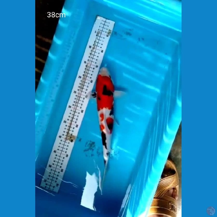 Showa Jantan 38cm
