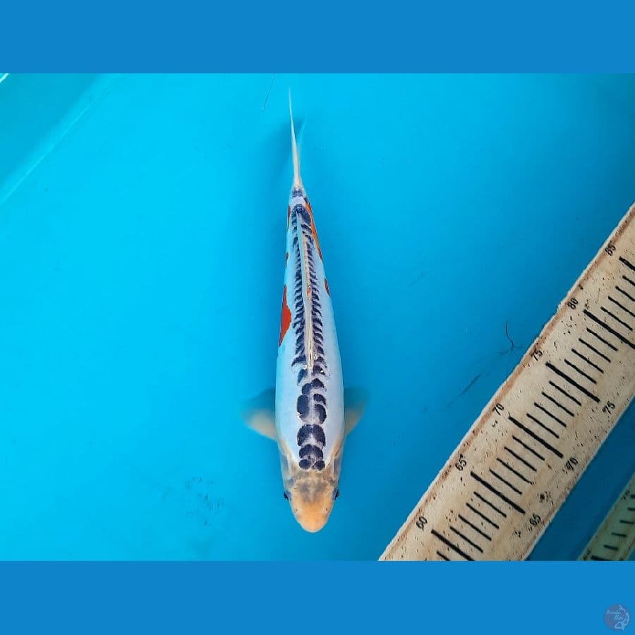 Shusui 30cm 》 Male
