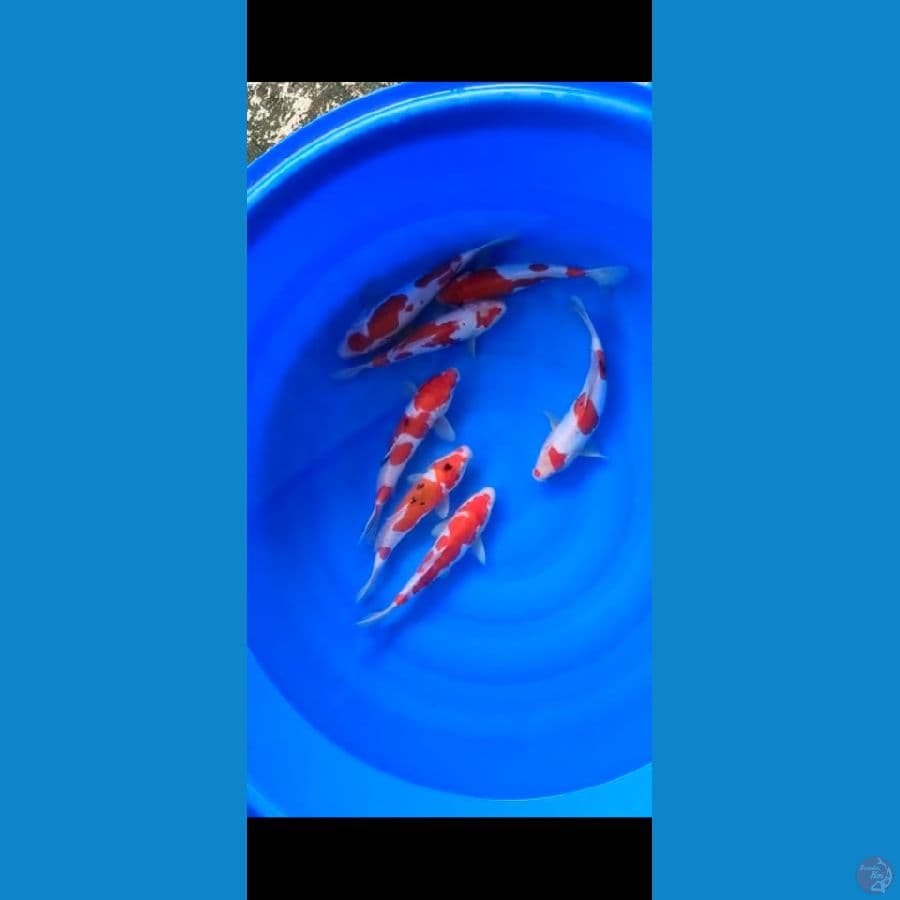 28-32cm doit