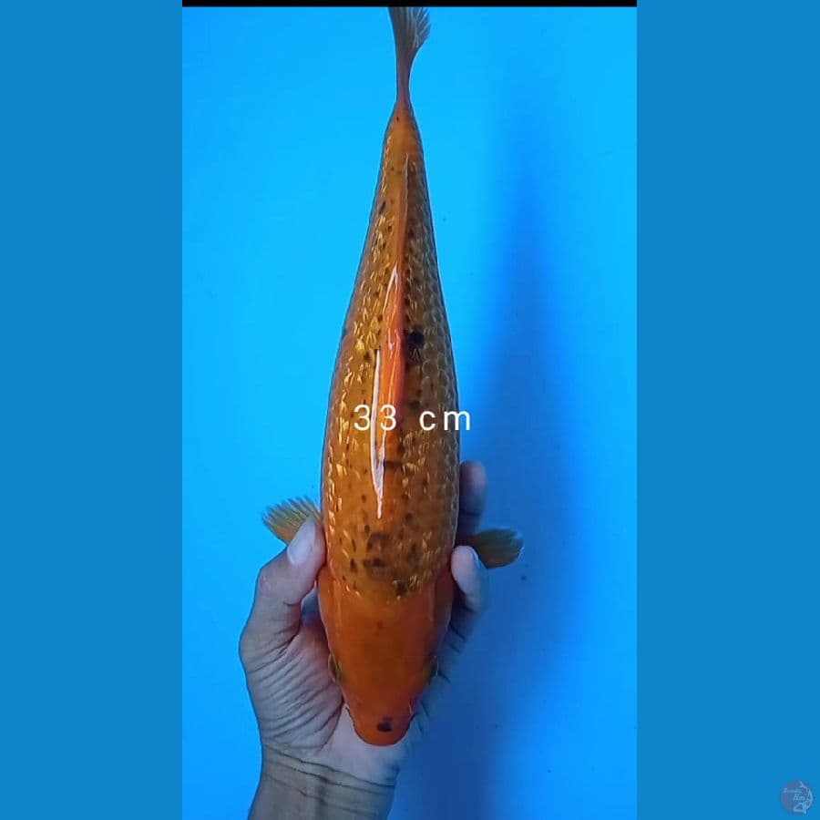 benigoi antik gindrin : 33 cm