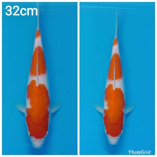Sandan kohaku