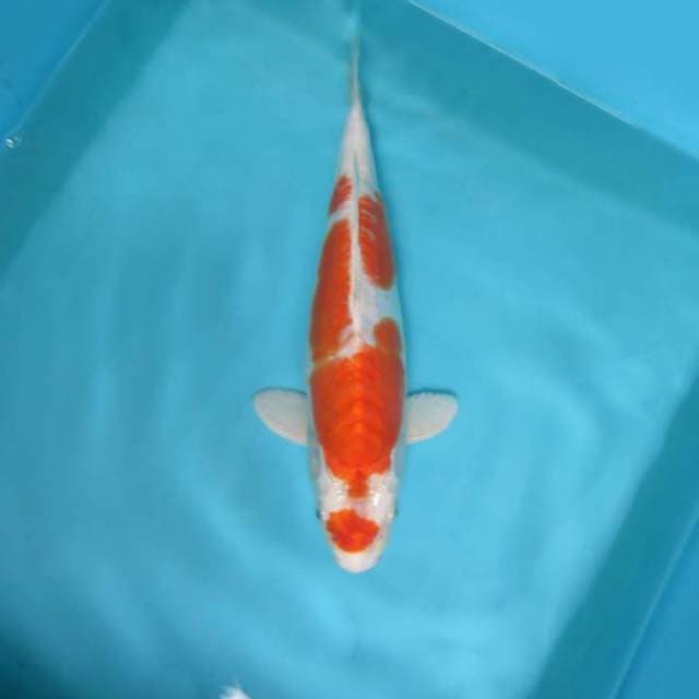 Kohaku hikari 28 cm