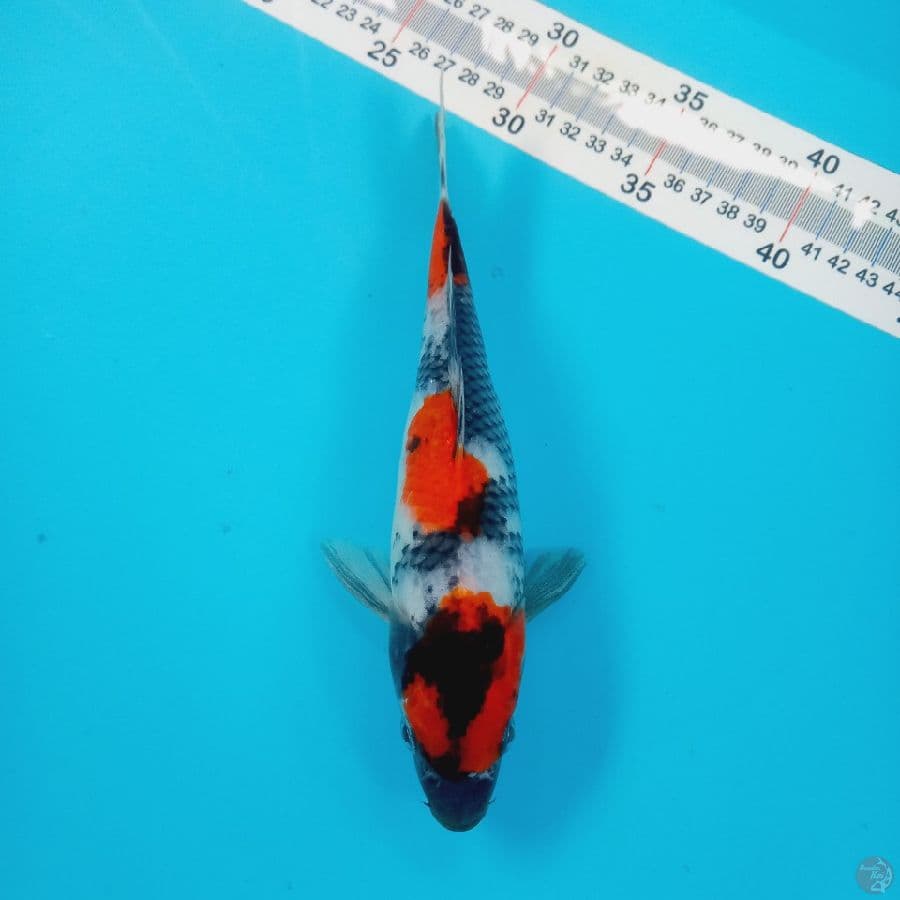SHOWA//24 CM