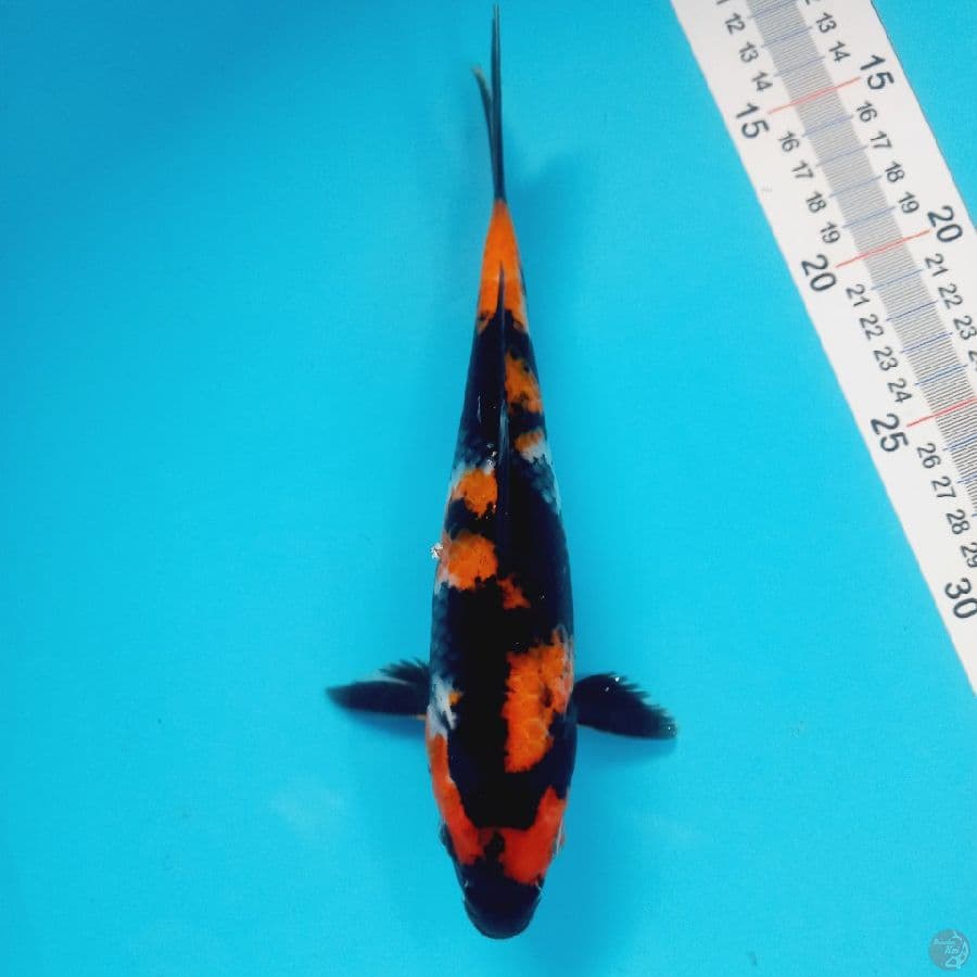 SHOWA//24 CM
