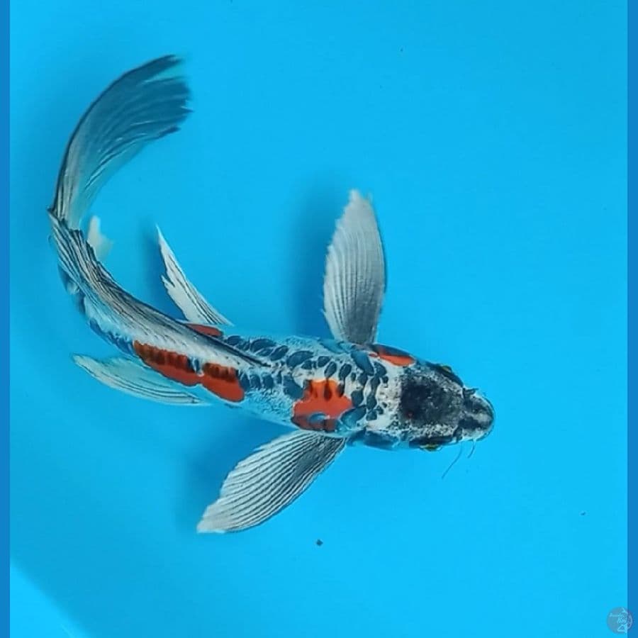 kiko kumpay