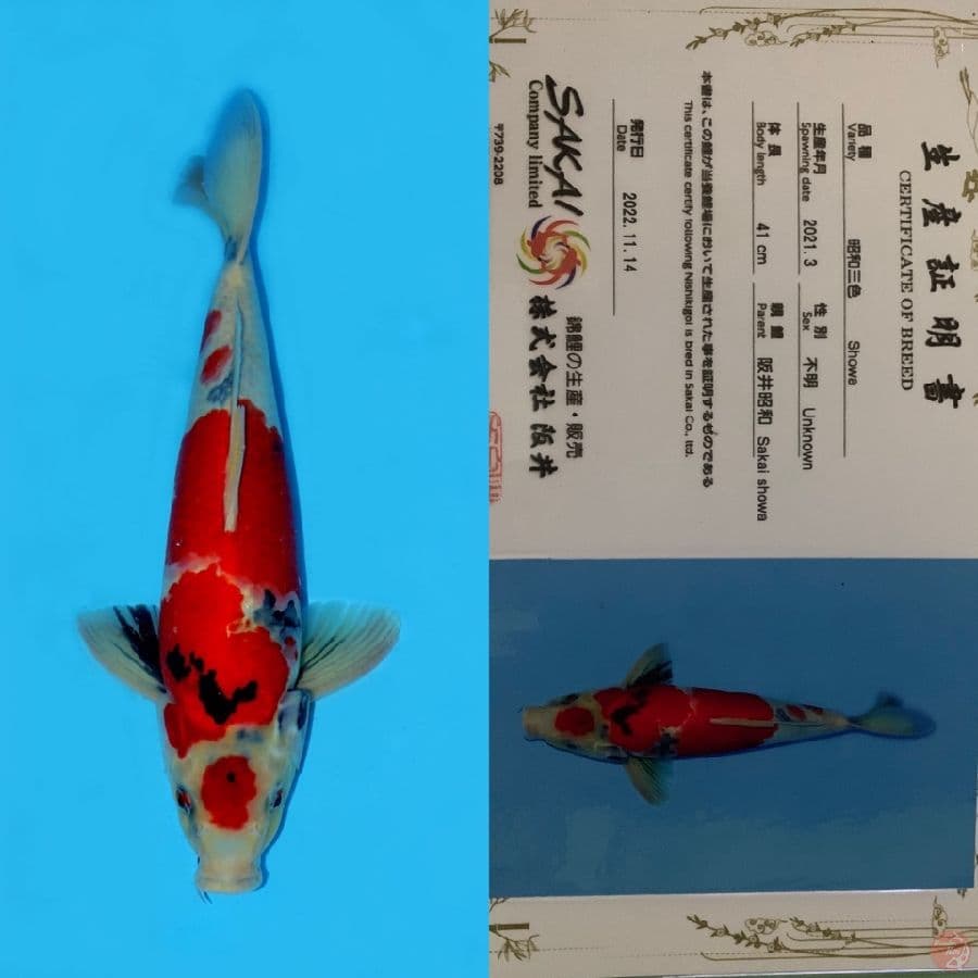 MARUTEN SHOWA HQ SAKAI 41CM