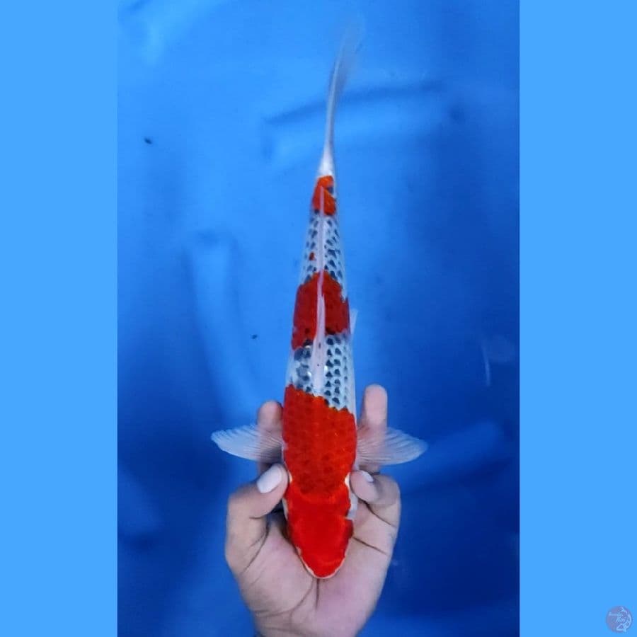 31CM # GOSHIKI RACING - M