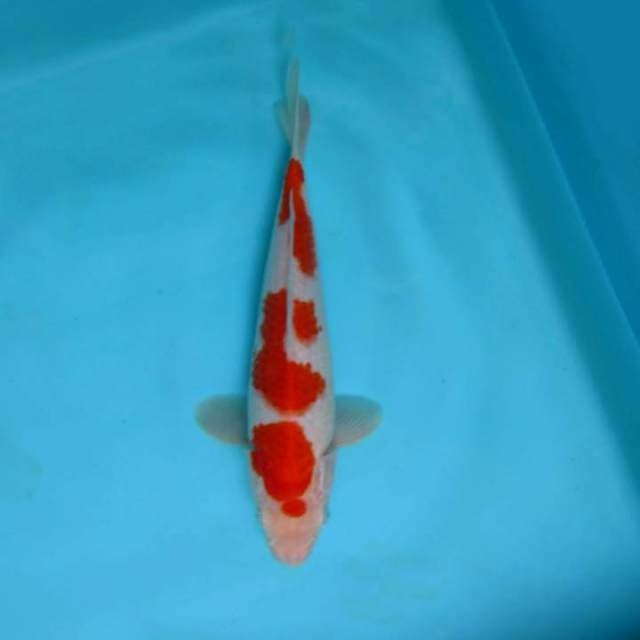 Kohaku 23 cm