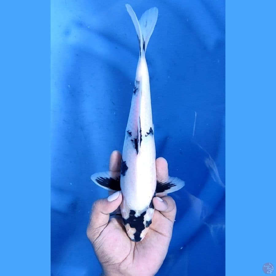 28CM # SHIRO SKIN HALUS - M