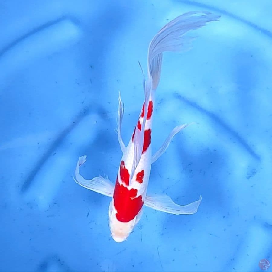 31CM # KUMPAY KOHAKU STRONG - M