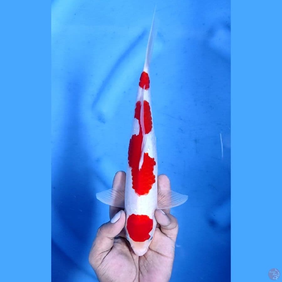 28CM # KOHAKU STRONG - M