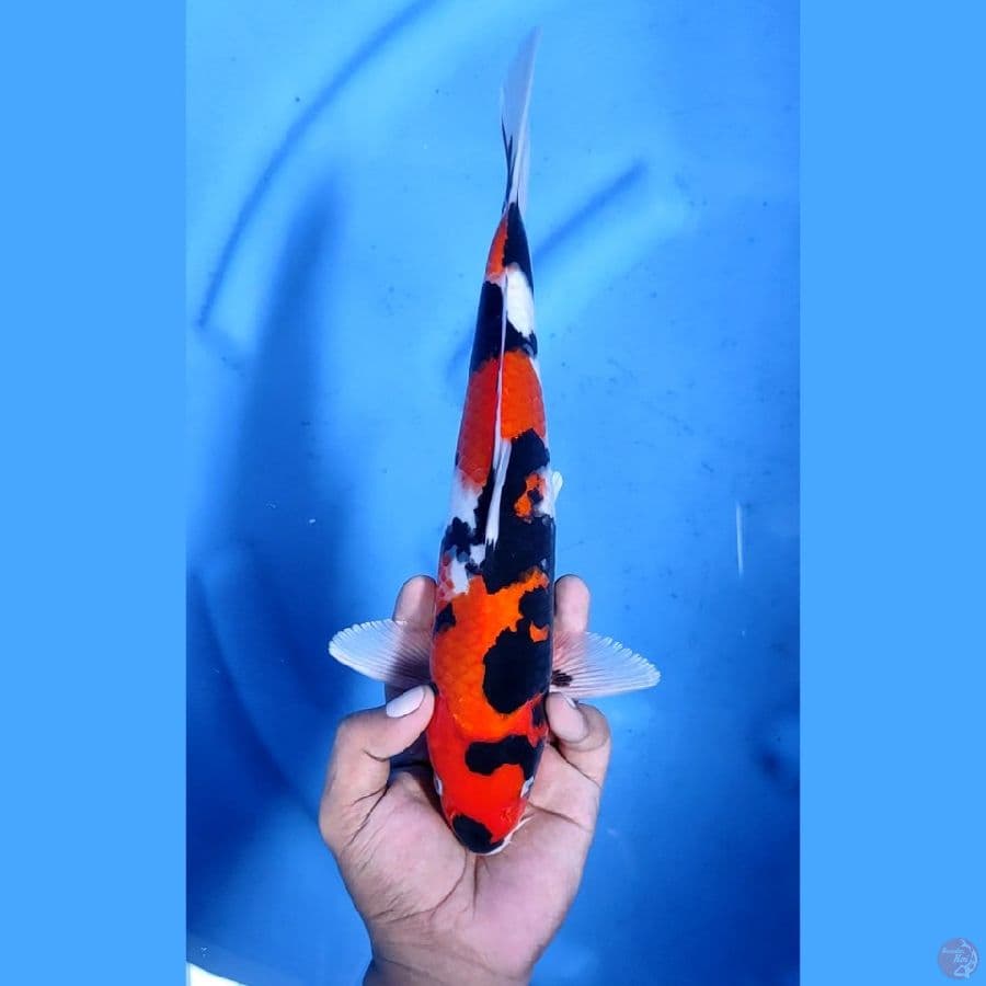 31CM # SHOWA berLAFADZ - M