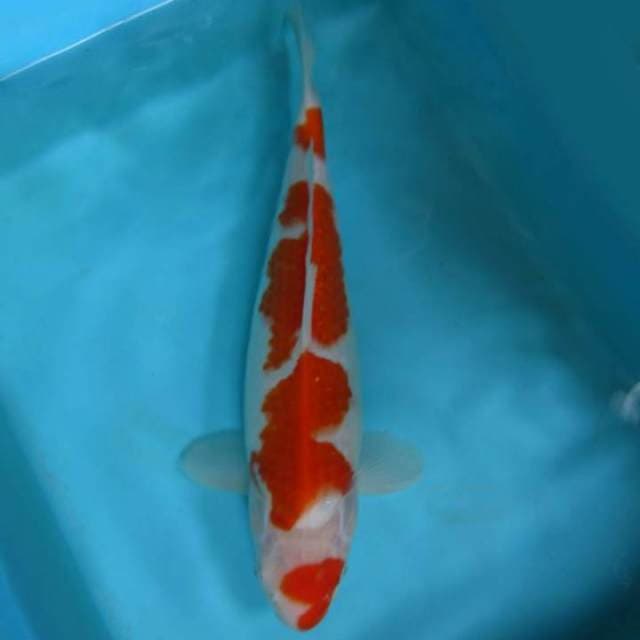 Kohaku 33 cm