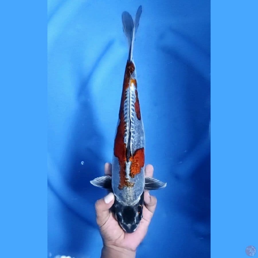 35CM # OCHIBA DOITSU MURNI - M