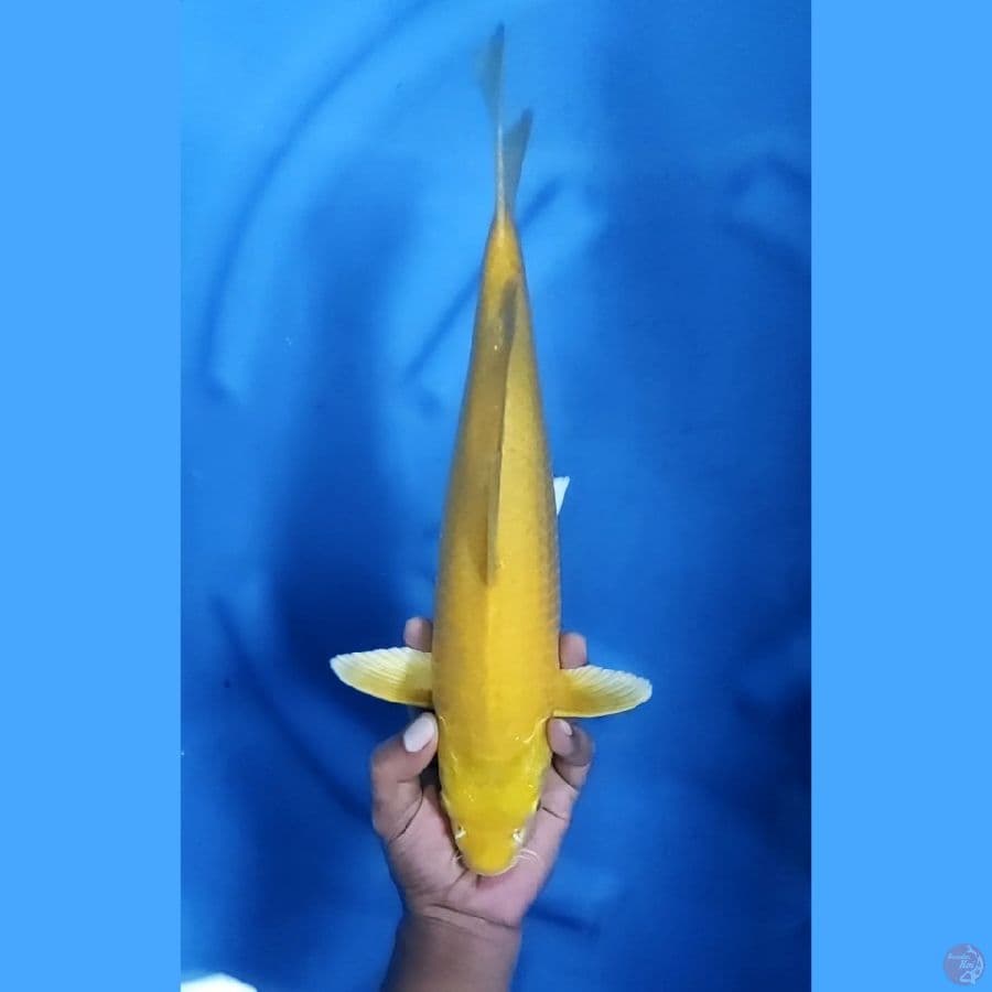 38CM # KARASHI MATA MERAH - F