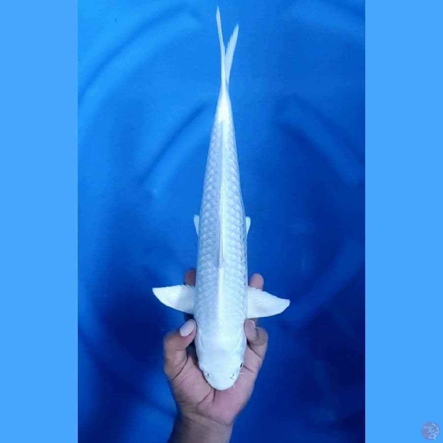 37CM # PLATINUM - M