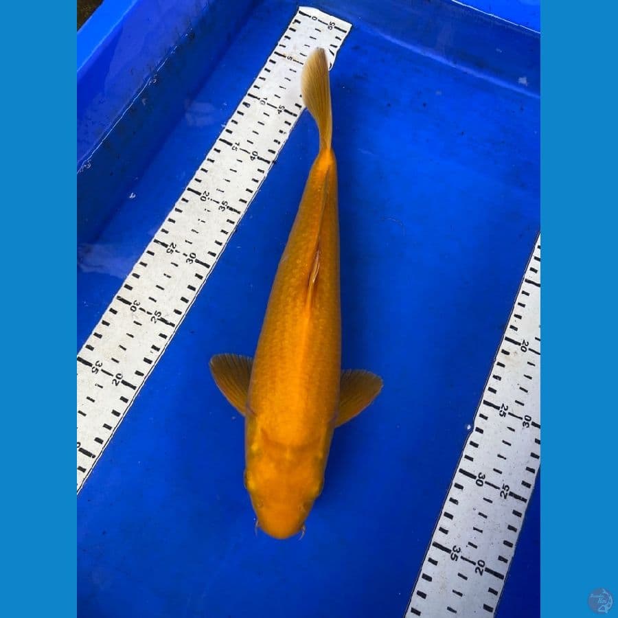 karasi mata merah punuk