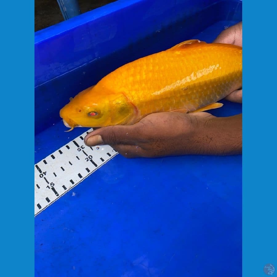 karasi mata merah punuk