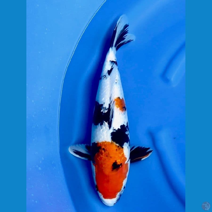 45cm , Kindai Ginrin