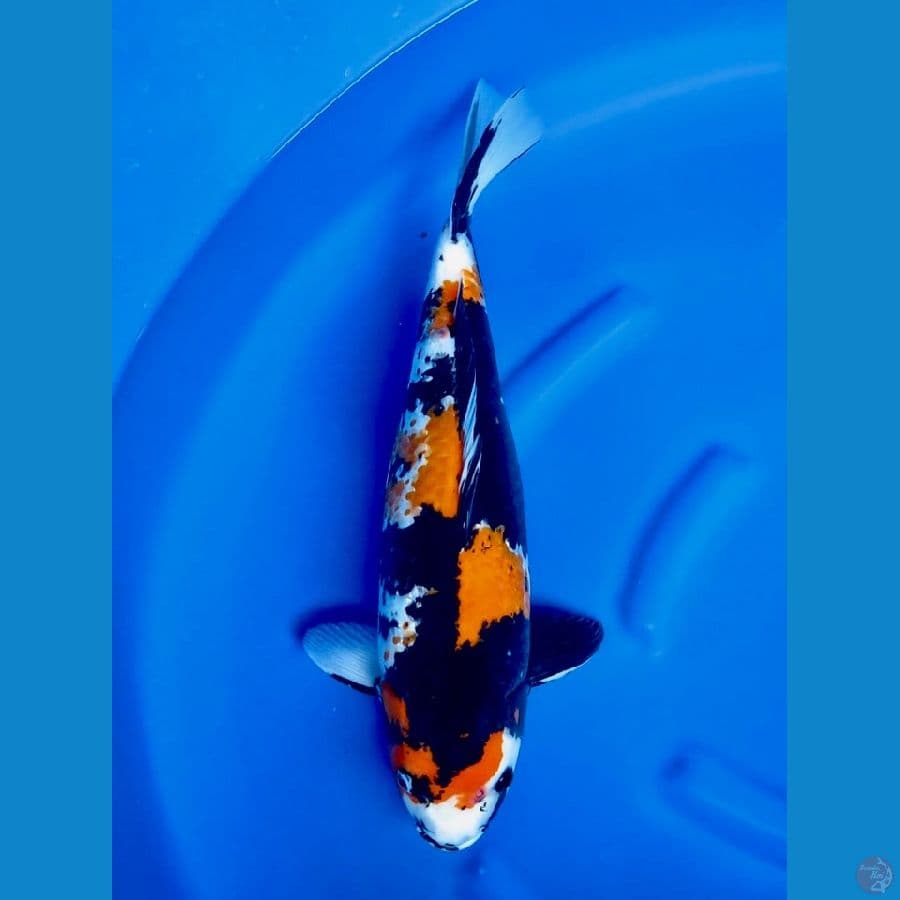 52cm , Jumbo Ki Showa