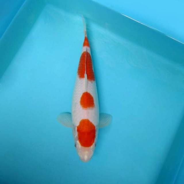 Kohaku 28 cm