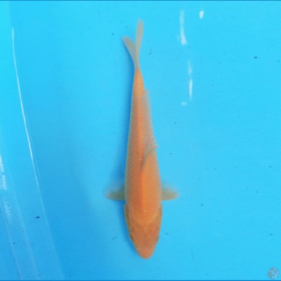 Karashi 23 cm