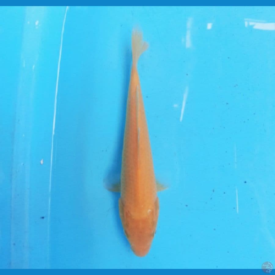 Karashi 21 cm